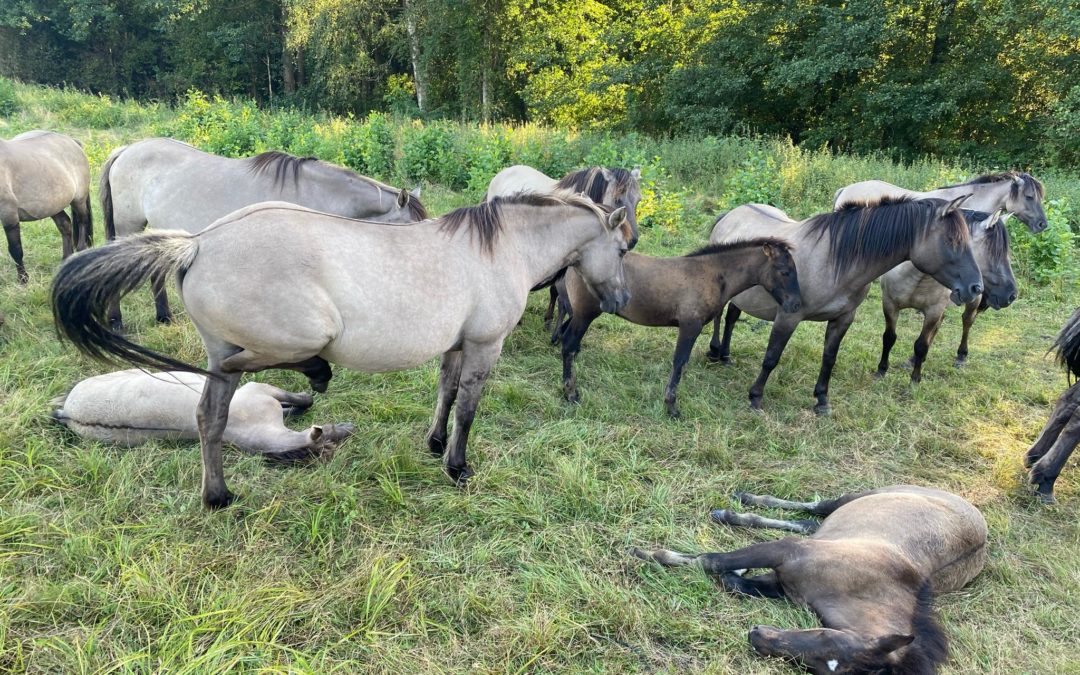 Janów Lubelski i okolice