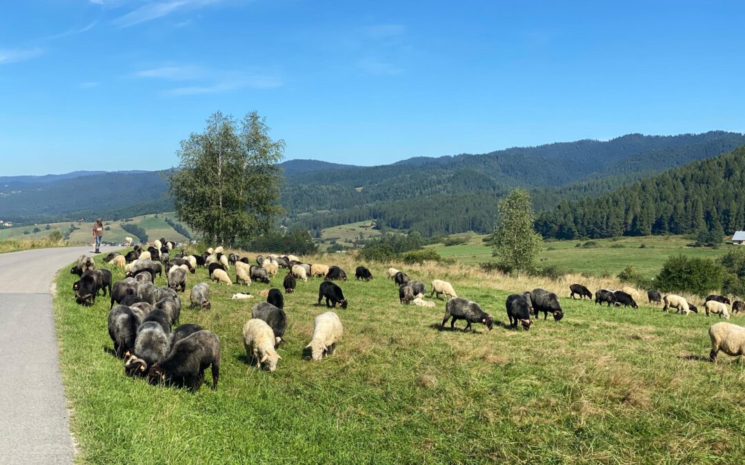 Pieniny na weekend