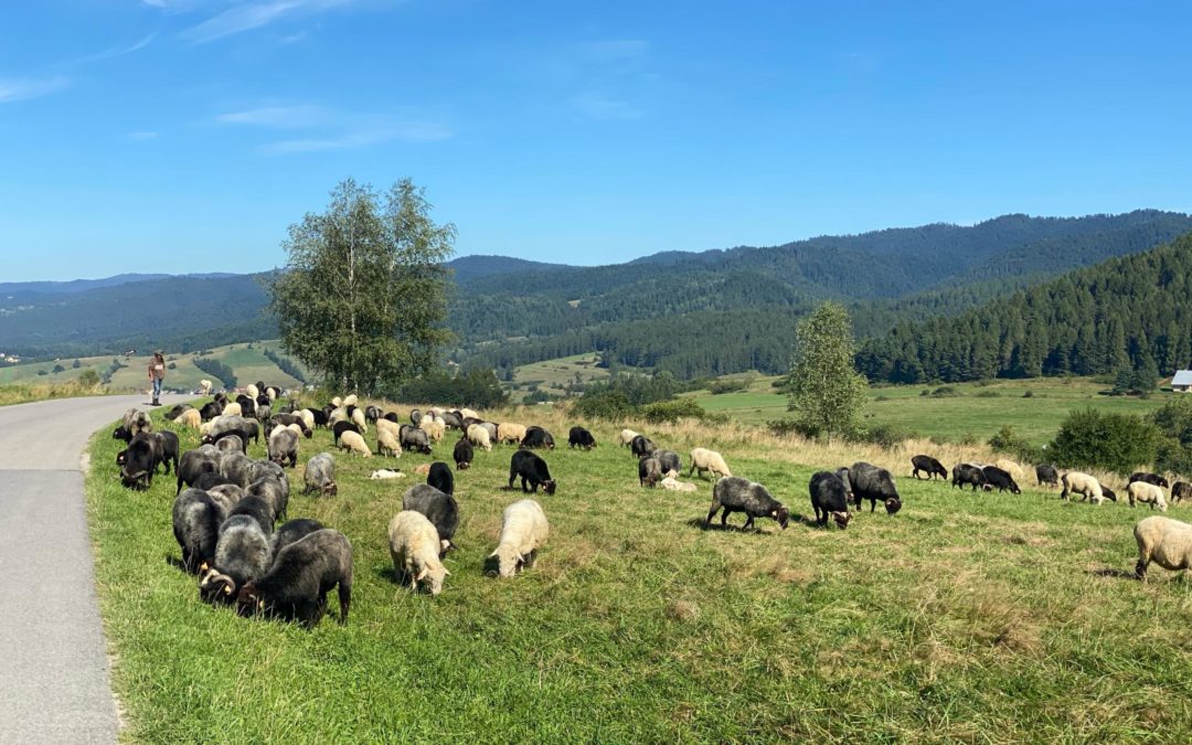 Pieniny na weekend