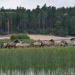 Dzikie Koniki polskie w Roztoczańskim Parku Narodowym