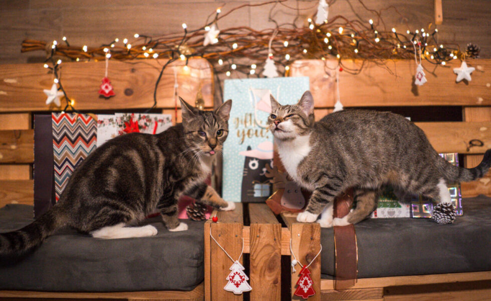 Nietypowe restauracje w Polsce - zdjecie